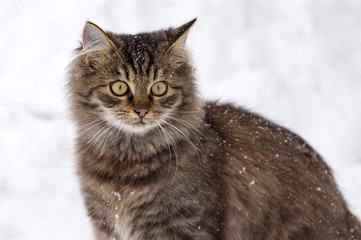 Fototapeta premium Cat walks in the snow in winter