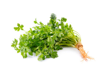 Coriander isolated on white background.