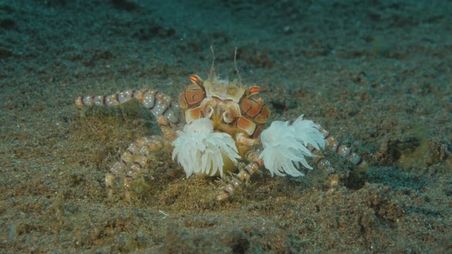 Pom-pom crab - Boxer crab