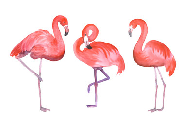 pink flamingo