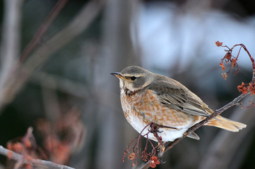 ハチジョウツグミ