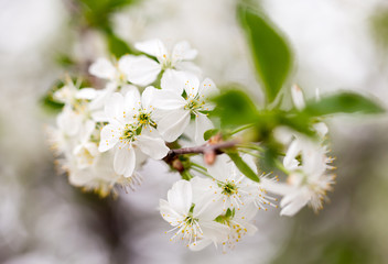 Beautiful flowers on a tree in the nature