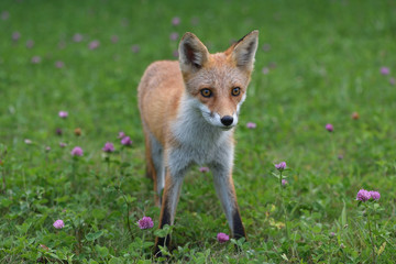 キタキツネの子供