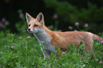 キタキツネの子供