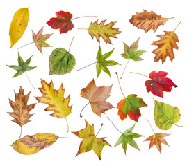 Set of autumn colored leaves from park isolated on white