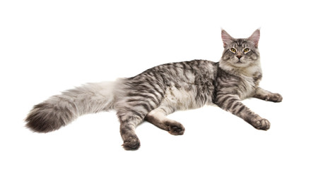 young cat maine coon lies