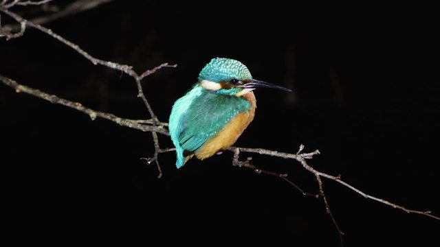Kingfisher (Alcedo atthis) perched at night. Common kingfisher in the family Alcedinidae at rest on tree on river bank, in profile