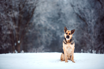East European Shepherd at snowing winter