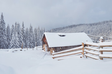 Cozy wooden hut high in the snowy mountains. Great pine trees on the background. Abandoned kolyba shepherd. Cloudy day. Carpathian mountains, Ukraine, Europe