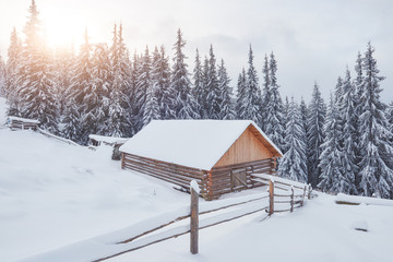 Cozy wooden hut high in the snowy mountains. Great pine trees on the background. Abandoned kolyba shepherd. Cloudy day. Carpathian mountains, Ukraine, Europe
