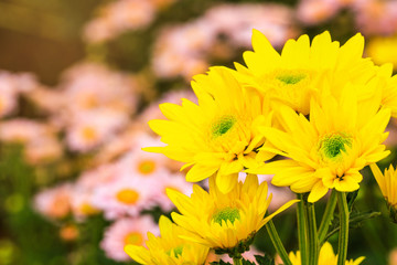 Chrysanthemum, Beautiful flower in the garden.