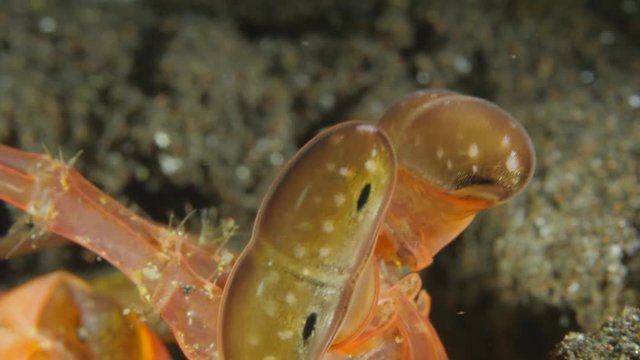 Lisa's Mantis Shrimp Eyes Close-up