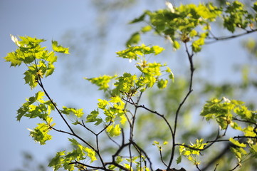 young maple leaves in early spring