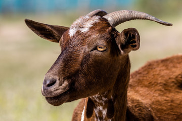 Fototapeta premium Brown goat