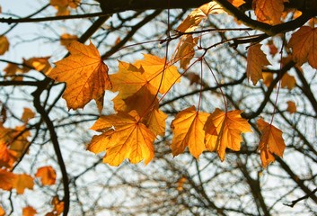A close-up image of colourful Autumn leaves.