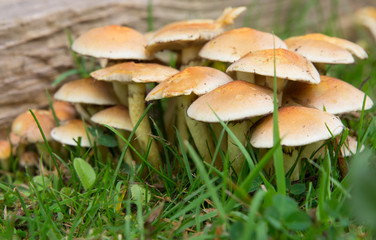 Hypholoma Fasciculare (Sulphur Tuft) Fungi