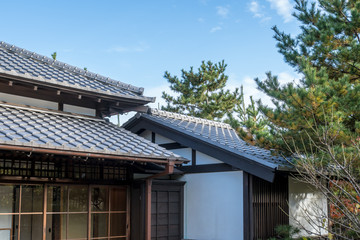 日本の古民家　青空と松の木２
