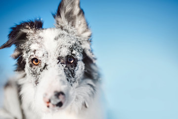 Black border collie at snow