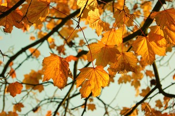 A close-up image of colourful Autumn leaves.