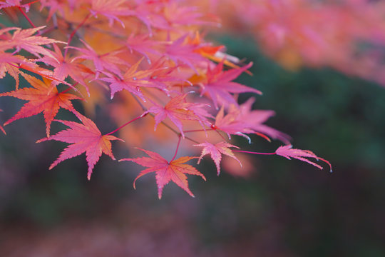 Maple leaves change color in Japan autumn.