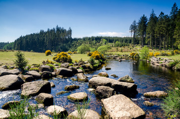Bellever Forest And Dart River on Dartmoor National Park in Devon, England