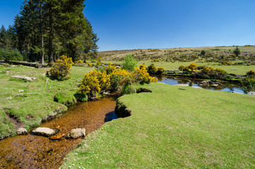 Bellever Forest And Dart River on Dartmoor National Park in Devon, England