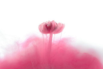 close up view of pink flower and ink splash isolated on white