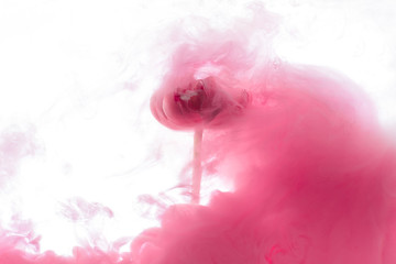 close up view of pink flower and paint splash isolated on white