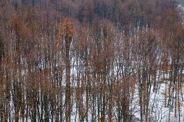road in the winter forest in Hungary - rusty foliage