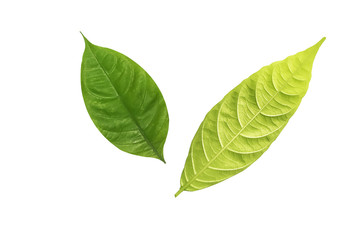Obraz premium The two sides of green leaves isolated on white background with clipping path.