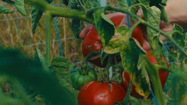 Ultra close-up shot of a lady reaping chunky large red tomatoes in an organic sustainable farm