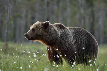 Obraz na płótnie Canvas Side view of adult male brown bear