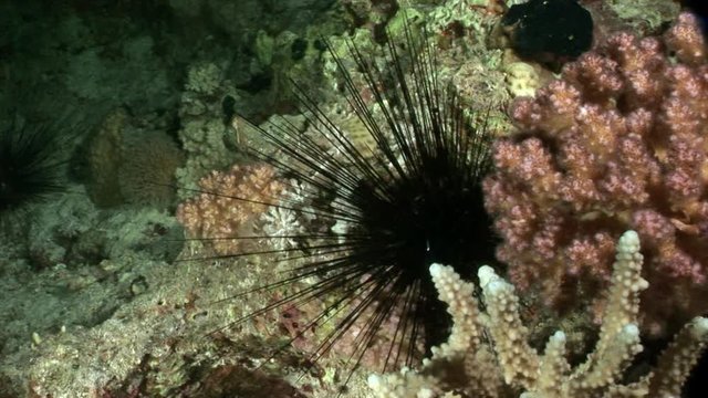 Black sea urchin Echinothrix diadema underwater. Relax video about marine nature on background of beautiful lagoon.