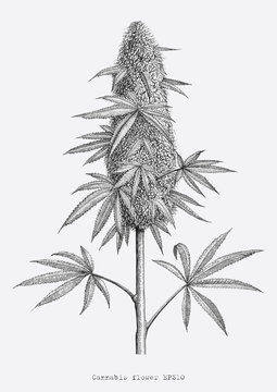 Cannabis flower hand drawing vintage engraving style isolate on white background