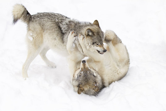 Timber wolves or Grey Wolf (Canis lupus) isolated on a white background playing in the winter snow in Canada
