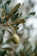 Ripe green olive fruit on branch in organic orchard © Bits and Splits