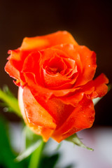 Beautiful orange rose on dark background.