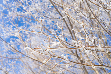 Maple tree branches covered with hoar frost.