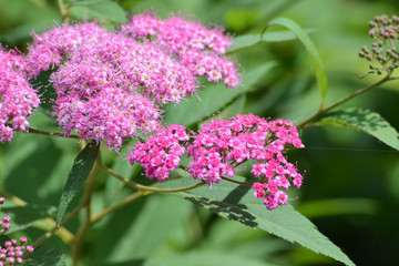 Obraz premium Pink flowers against the background of summer greens. Beautiful flowers under summer sun rays.