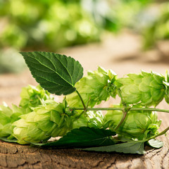 Detail of Hop Cones on the Wooden Desk