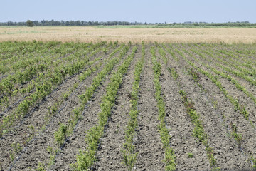 Field with seedlings of fruit trees. Reproduction of fruit crops