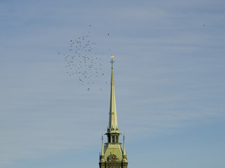 Church spire of German church in Stockholm with a flock of pigeons flying by
