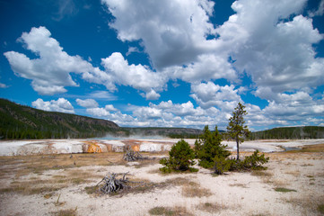 Kleine grüne Baumgruppe am Rand eines Geysirs im Yellowstone- Nationalpark