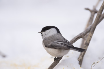 Obraz premium Bird Nuthatch sits on a branch