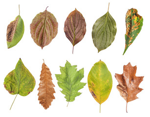 Various colored autumn leaf with half of it very dry isolated on white