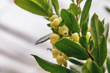 Fototapeta premium Closeup of the Strawberry tree (Arbutus unedo) flowers. Copy space