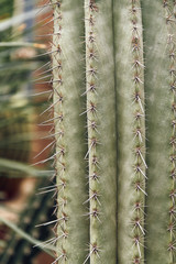 Closeup shot of Pachycereus fulviceps, a species cactus