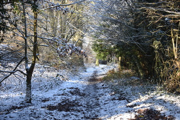 Path through the Snow