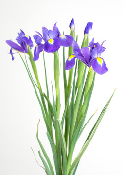 Bouquet of flowers of purple irises on a white