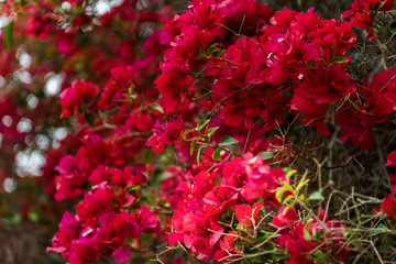 Blooming bougainvillea flowers